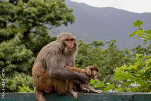 Mother and Baby Monkey in Swayambhunath Temple, Nepal