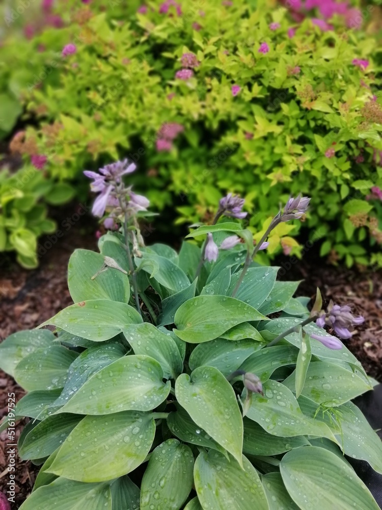 Obraz premium Hosta Canadian Blue with waxy blue leaves and gently pink flowers on the background of a flowering spirea Bush with pink inflorescences and a sprinkling of bark