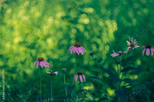 Purple coneflowers (echinacea) in a field