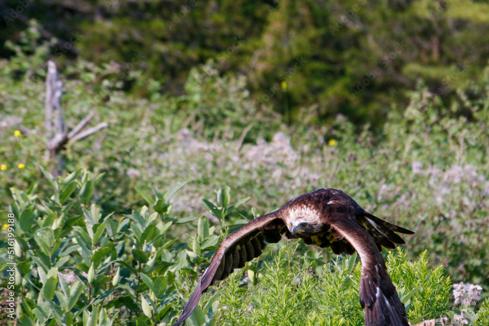 A close-up shot of a golden eagle in flight 