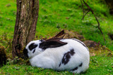 Beautiful rabbit sitting in green grass on a lawn