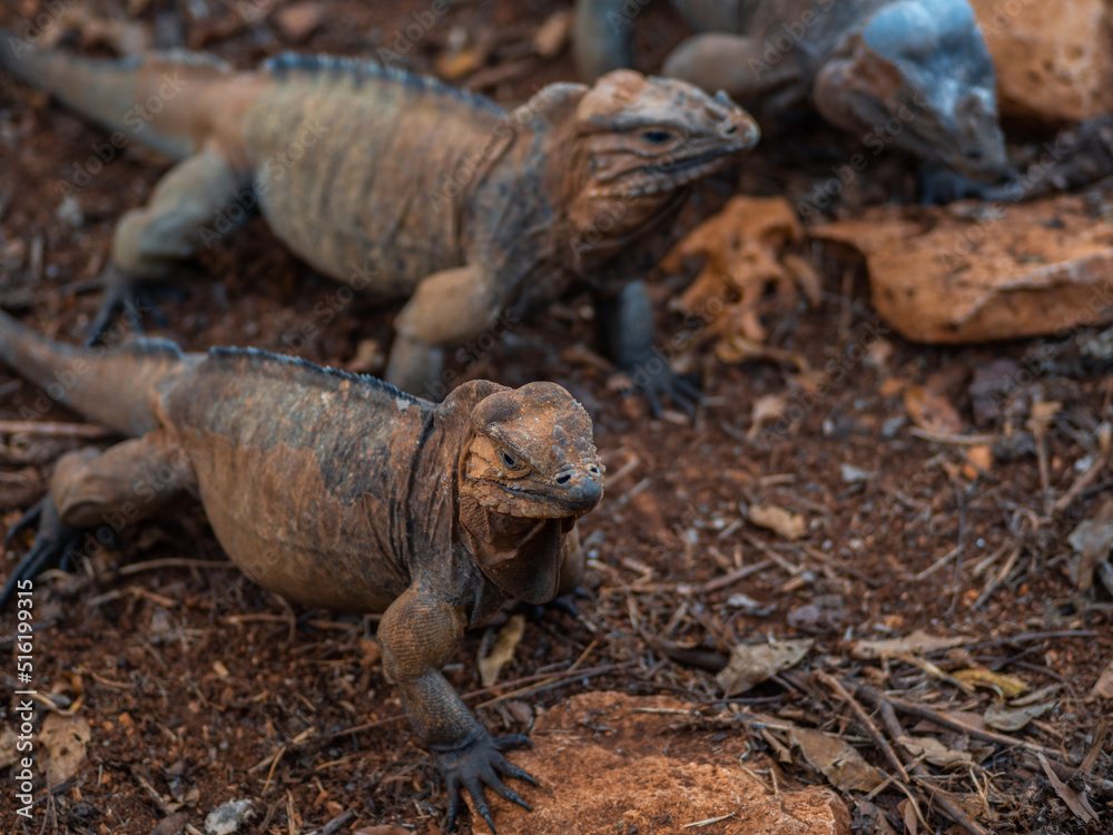 Brown iguanas in the wild, nature park. Lizard colony, close-up Brown iguanas in the wild, nature park. Lizard colony, close-up