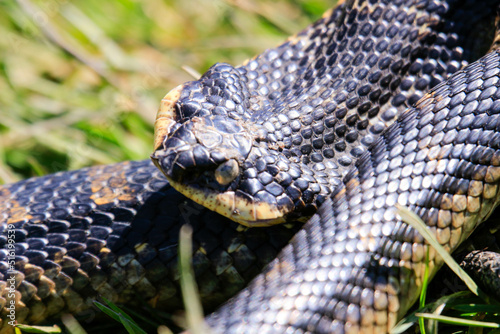 Eastern Hog-nosed Snake in Ontario, Canada