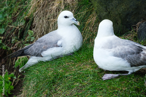 Bilde på lerret Northern Fulmar (Fulmarus glacialis), Rathlin Island, Northern Ireland, UK