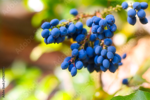 Blaue Beeren