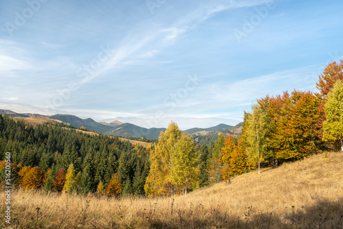 Colorful autumn trees in the mountains. Autumn mountain forest landscape. Autumn in mountains.