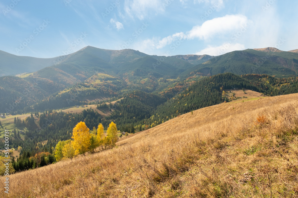 Naklejka premium Beautiful view of mountains in Ukraine. Wonderful panoramic landscape with autumn forest on a sunny day.
