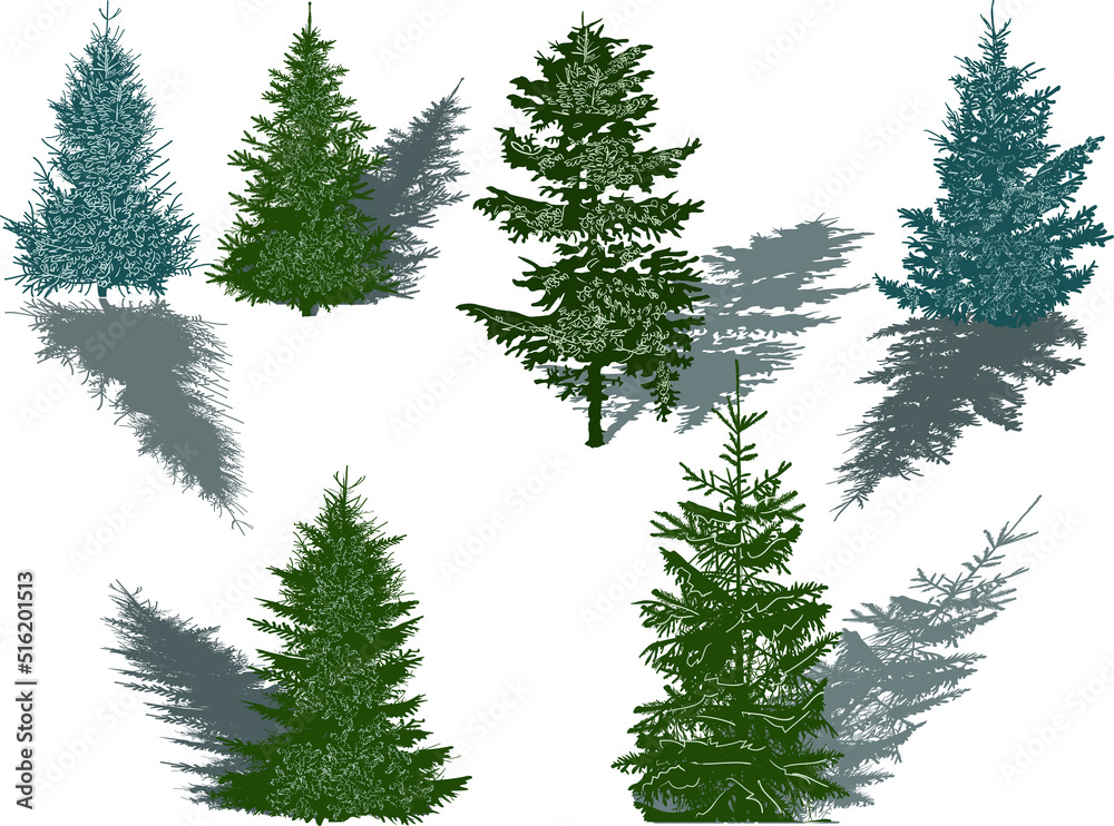 Obraz premium six green firs with shadows isolated on white