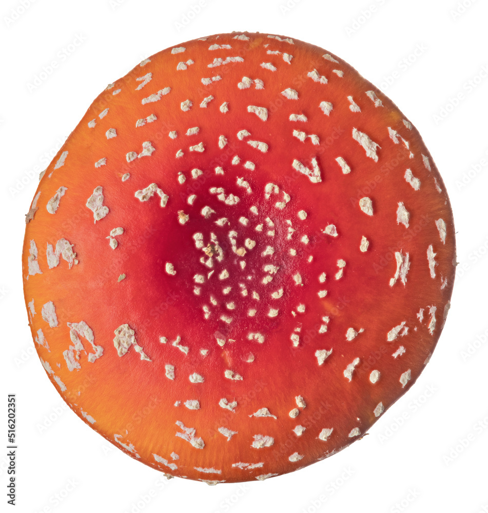 large red fly agaric isolated cap large red fly agaric isolated cap