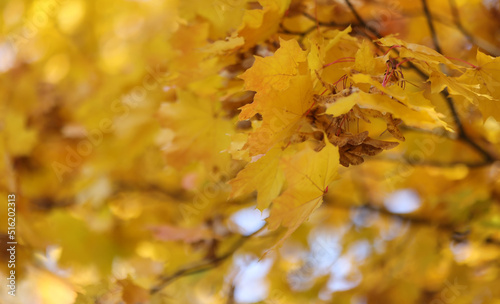 golden autumn branch bright background