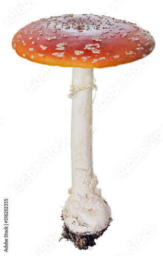 isolated poisonous large red cup fly agaric mushroom