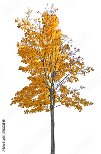 isolated fall maple dark gold tree