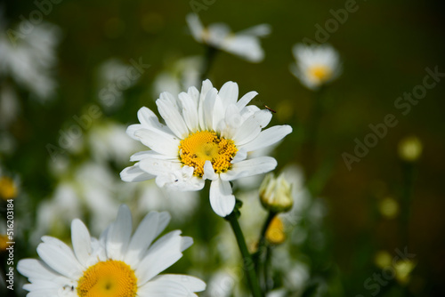 beautiful white flowers in mid-summer in a bed with green leaves
