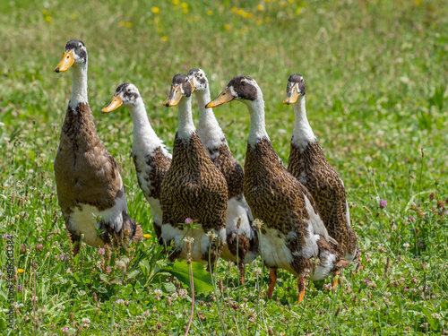 indian runner duck in the garden (Anas platyrhynchos domesticus) photo