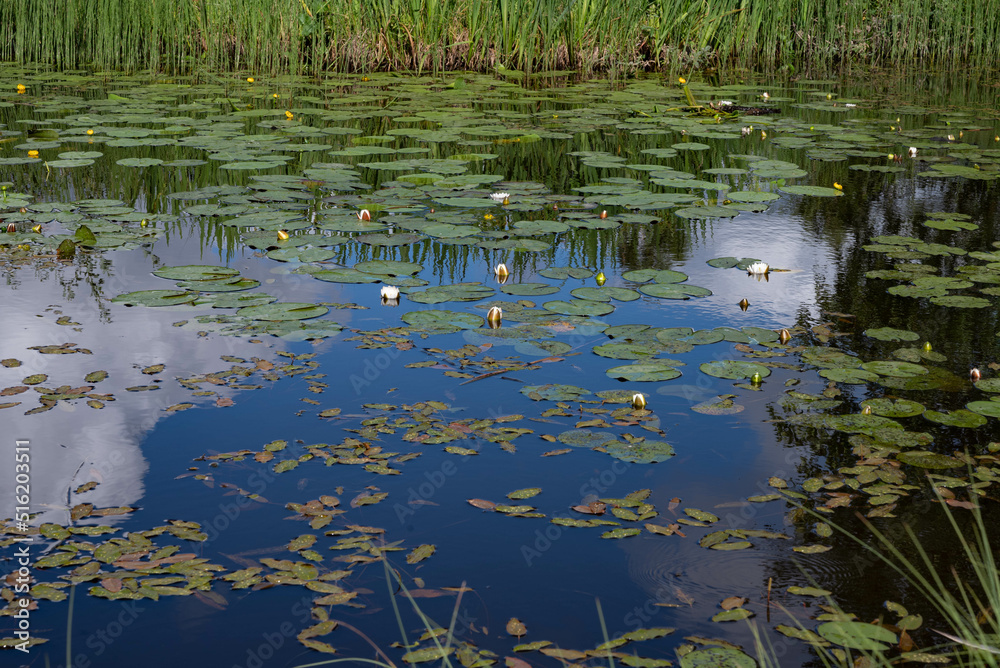 water lily in the pond