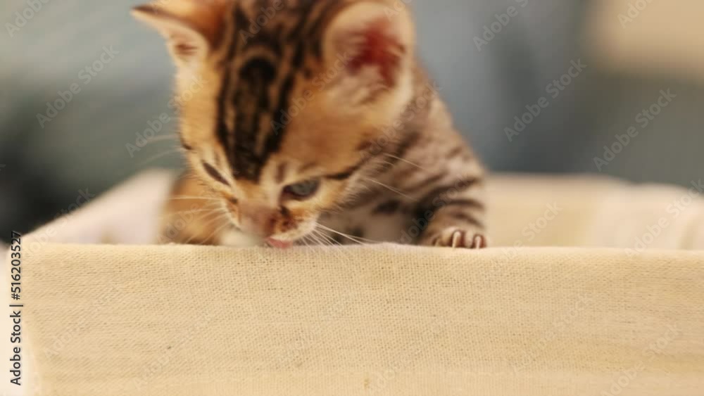 Slow motion of funny Bengal cat biting basket. Footage of little cute playful kitten. Newborn looking around. Comfortable place for pet. Indoors Slow motion of funny Bengal cat biting basket. Footage of little cute playful kitten. Newborn looking around. Comfortable place for pet. Indoors