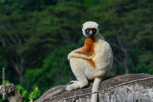 Fototapeta Naklejka Na Ścianę i Meble -  Coquerel sifaka lemur (Propithecus coquereli) – portrait, Madagascar nature
