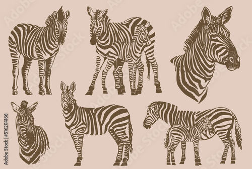 Vector vintage set of zebras   graphical elements  stripy animal of savanna   sepia background