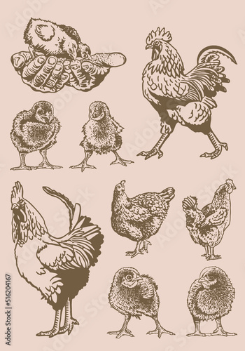 Vector vintage  set of poultry domestic animals: roosters and newborn chicks on sepia background, domestic animals, grahical elements