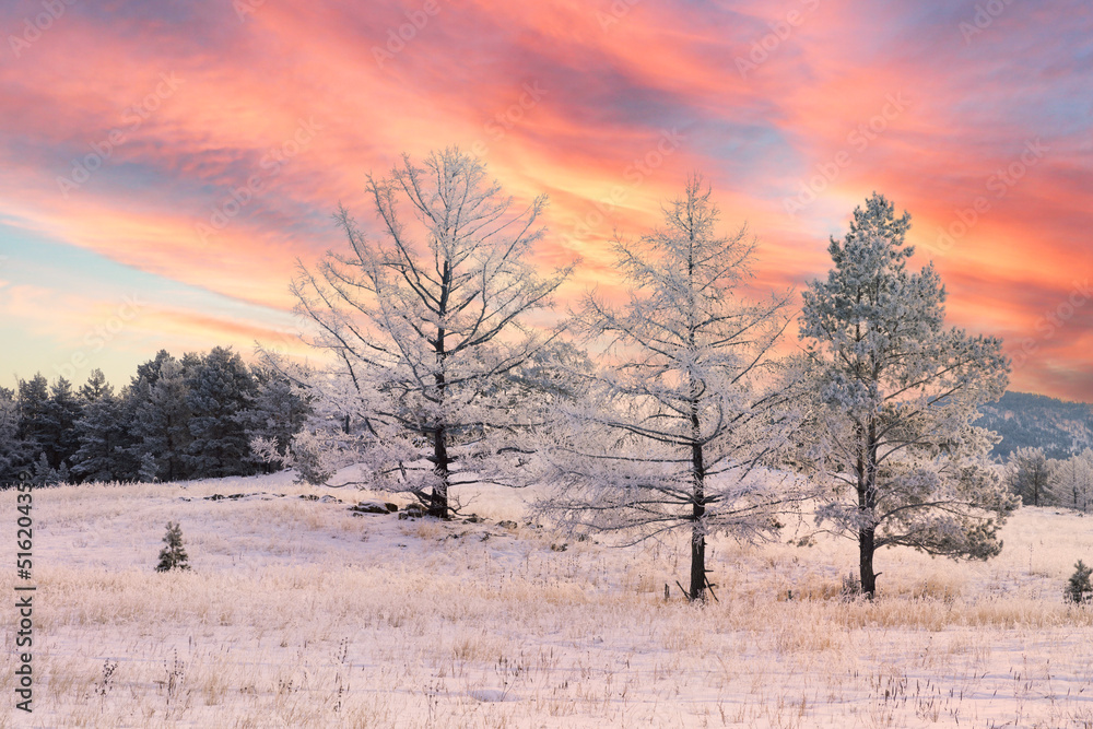 arboles congelados al amanecer con hielo y nieve arboles congelados al amanecer con hielo y nieve