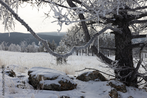 Fototapeta Naklejka Na Ścianę i Meble -  arboles congelados al amanecer con hielo y nieve
