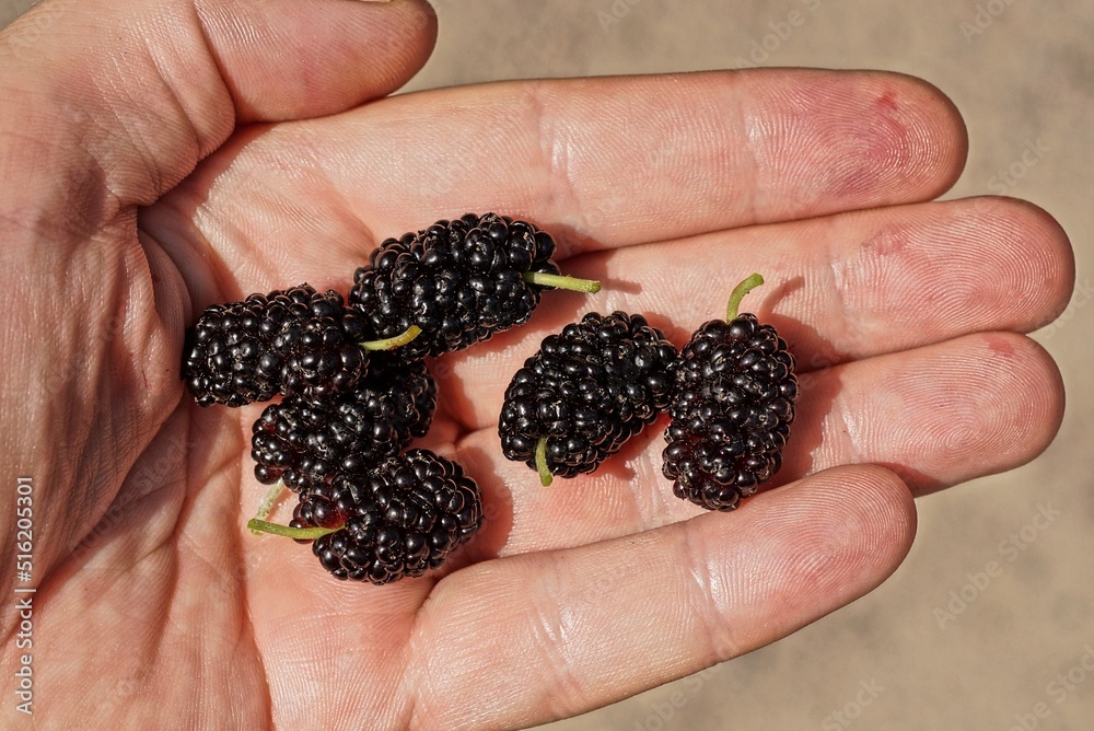 ripe black mulberries lie on a brown palm on the hand ripe black mulberries lie on a brown palm on the hand