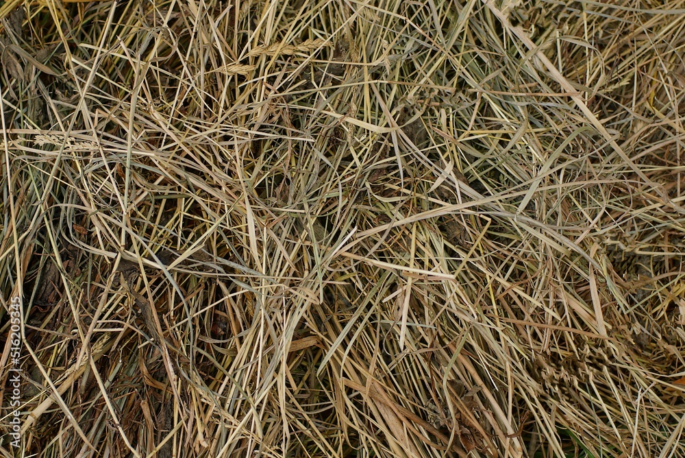 natural plant texture from dry brown gray grass in a field in nature