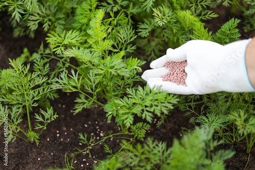 Female farmer hand in a rubber glove giving chemical fertilizer to young carrot. Organic gardening