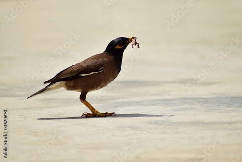 Common Indian myna holding a small lizard in mouth. This bird is also called as acridotheres tristis. photo