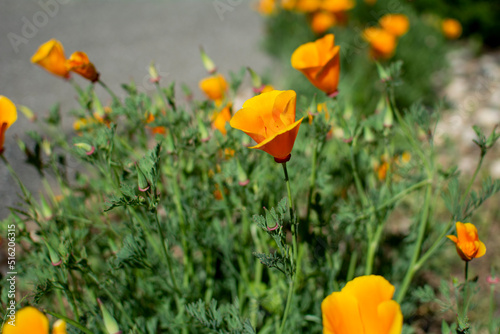 Californian poppy  also known as elk or gilt  is an annual plant belonging to the poppy family.