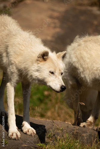 Portrait of two arctic wolves standing in the sun on a sunny day.