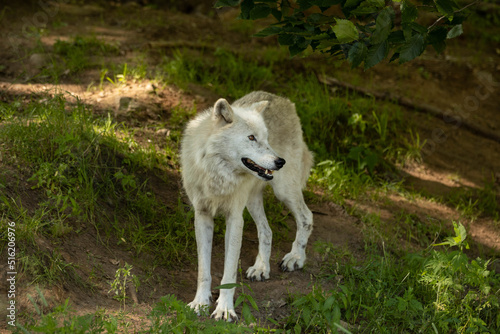 Photo of an arctic wolf standing in a forest in the shade on a hot summer day. He is looking to his side. 