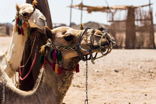 Fototapeta samoprzylepna wielbłąd
