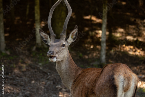 Outdoor photo of a male white-tailed deer. He is looking at the camera.