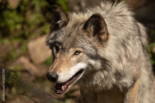 Close up portrait of a female grey wolf. It is a sunny day.
