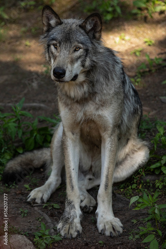 Photo of a young thin female grey wolf. She is sitting in the shade in the forest. It is summer.