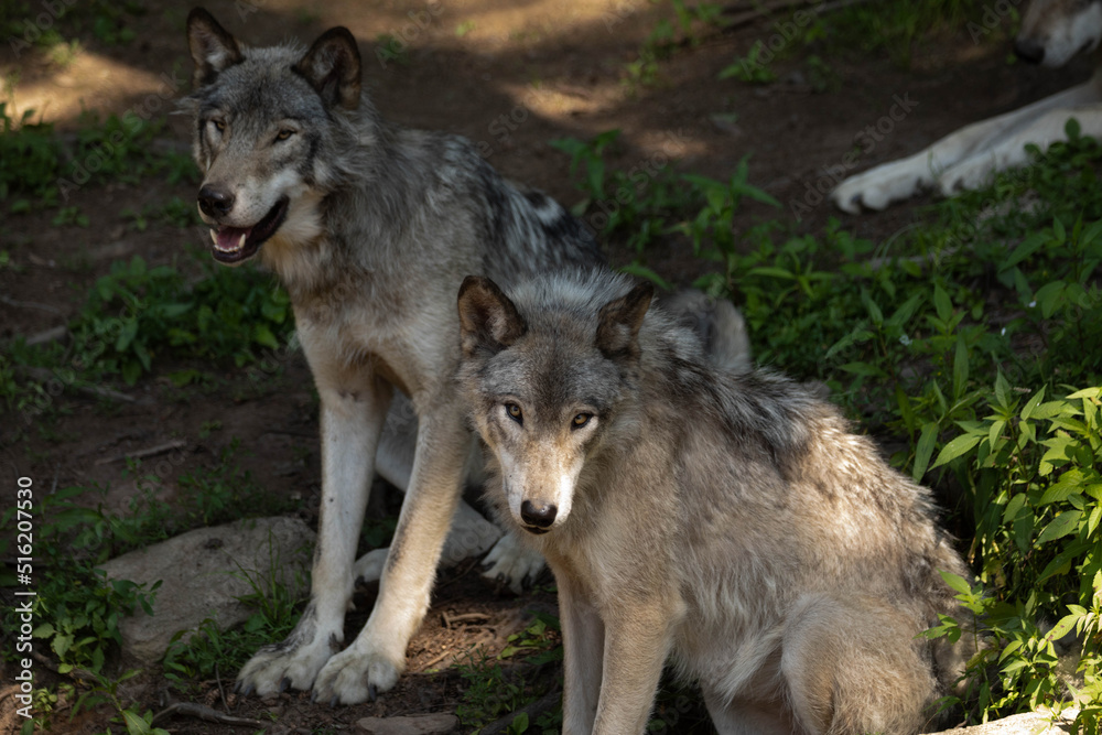 Photo of two female grey wolves sitting in the forest. They are in the shade on a warm summer day.