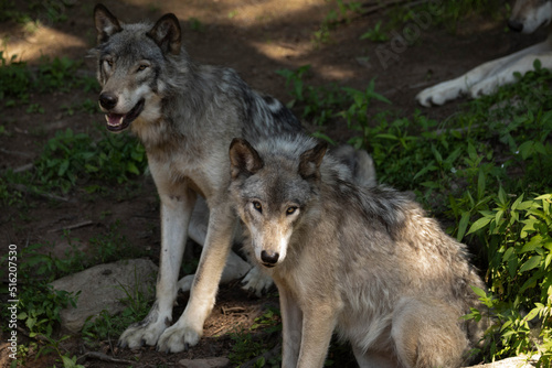 Photo of two female grey wolves sitting in the forest. They are in the shade on a warm summer day.