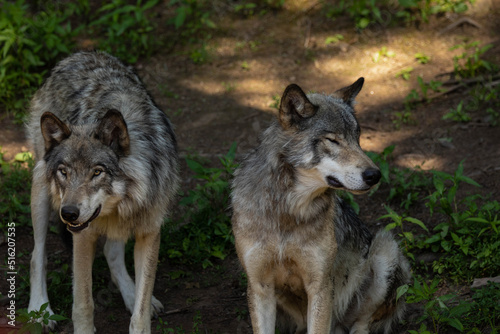 Photo of two female grey wolves sitting in the forest. They are in the shade on a warm summer day.