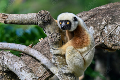 Coquerel sifaka lemur (Propithecus coquereli) – portrait, Madagascar nature photo
