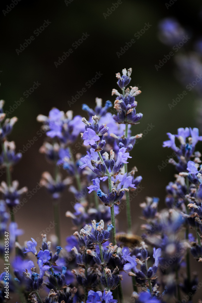 Fototapeta premium A thicket of lilac-blue lavender with green leaves 