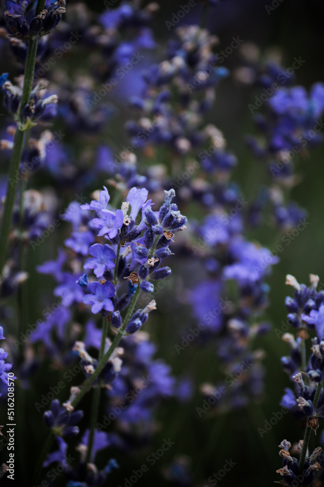 Fototapeta premium A thicket of lilac-blue lavender with green leaves 