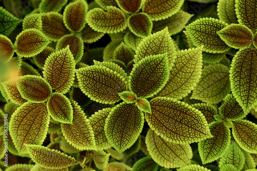 Murais de parede Pilea mollis is a species Family Urticaceae