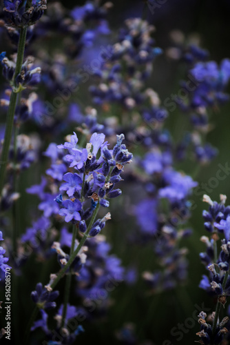 A thicket of lilac-blue lavender with green leaves 