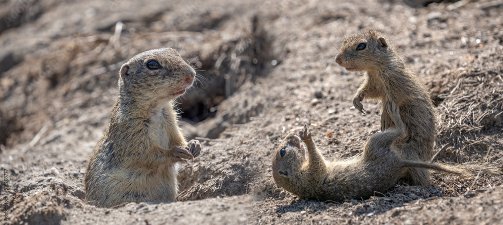 European ground squirrel, Spermophilus citellus European ground squirrel, Spermophilus citellus