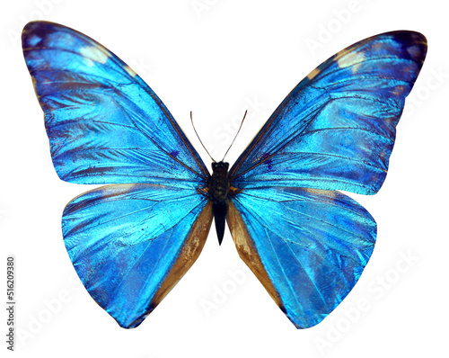 Background blue shiny butterfly