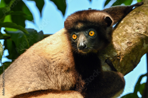 Crowned sifaka lemur (Propithecus coronatus) – portrait, , Madagascar nature photo