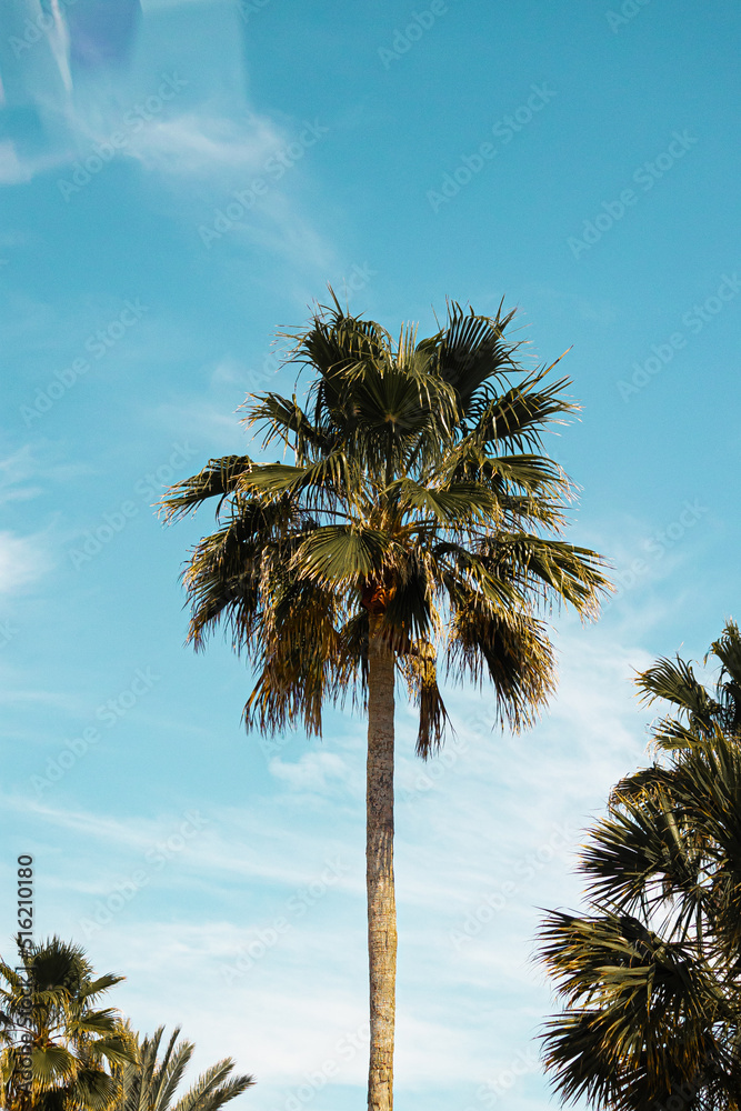 Fototapeta premium Florida 