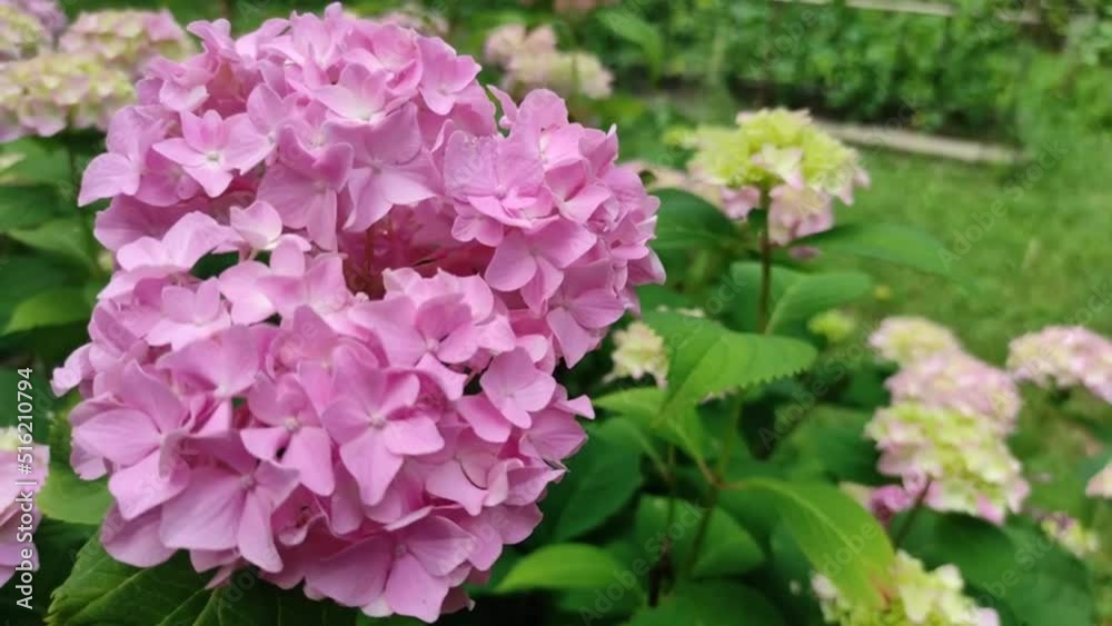 blooming hydrangea bush closeup on a sunny day blooming hydrangea bush closeup on a sunny day