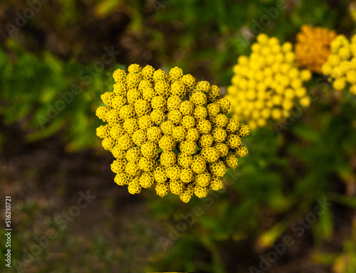 Achillea ageratum or English mace, sweet Nancy, sweet yarrow is a flowering plant in the sunflower family, native to Europe (Portugal, Spain, France, England, Belgium, Germany, Italy), and Morocco. photo